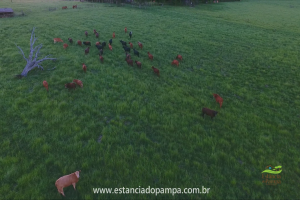 Fazenda Reconquista - Cachoeira do Sul.00_03_42_14.Quadro039_c385d4266aef9357444bab8ebe652ee6d60a801c.png